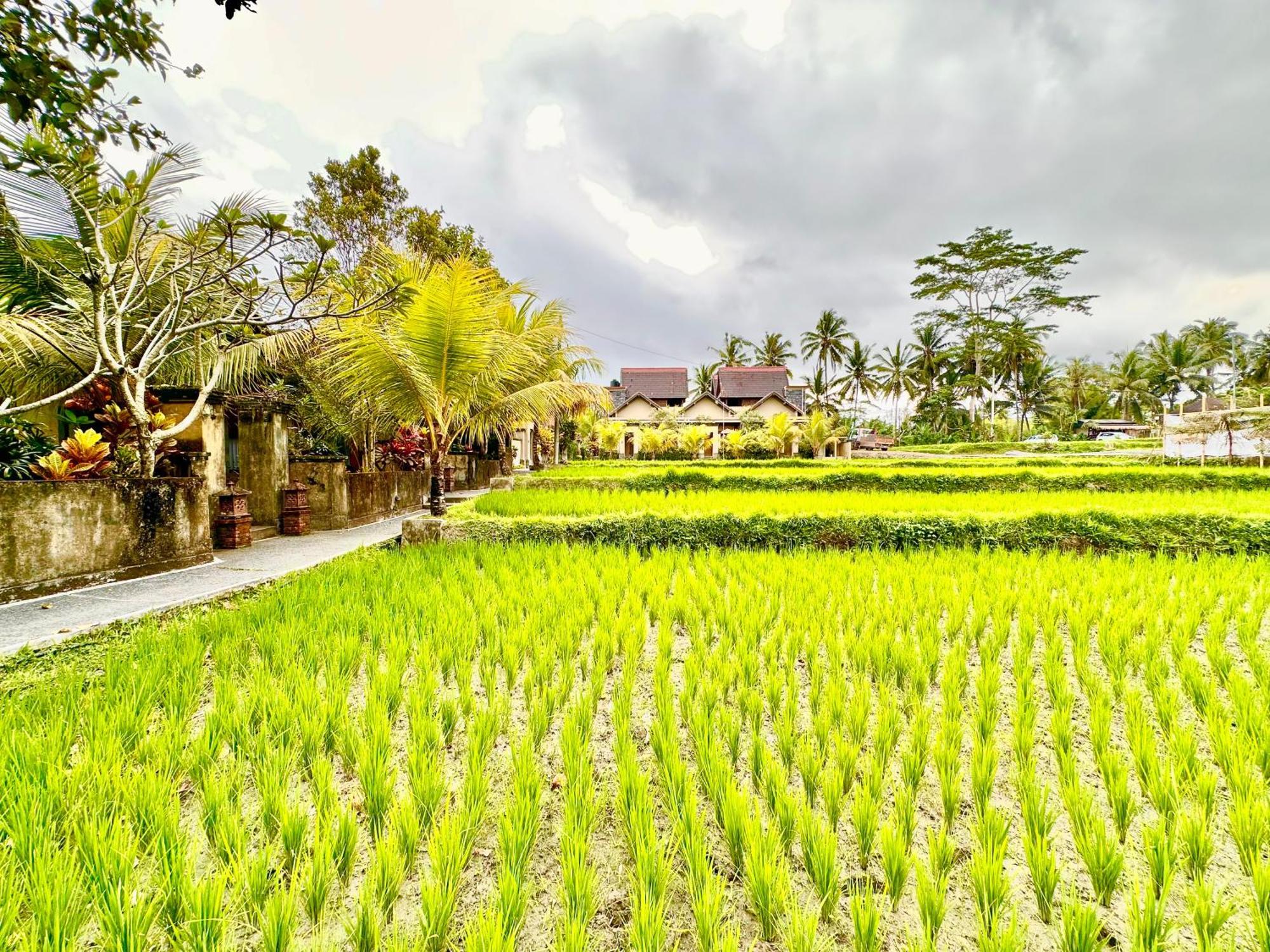 Dupa Ubud Eksteriør billede