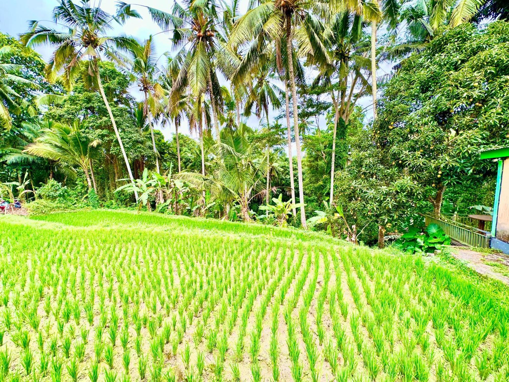 Dupa Ubud Eksteriør billede